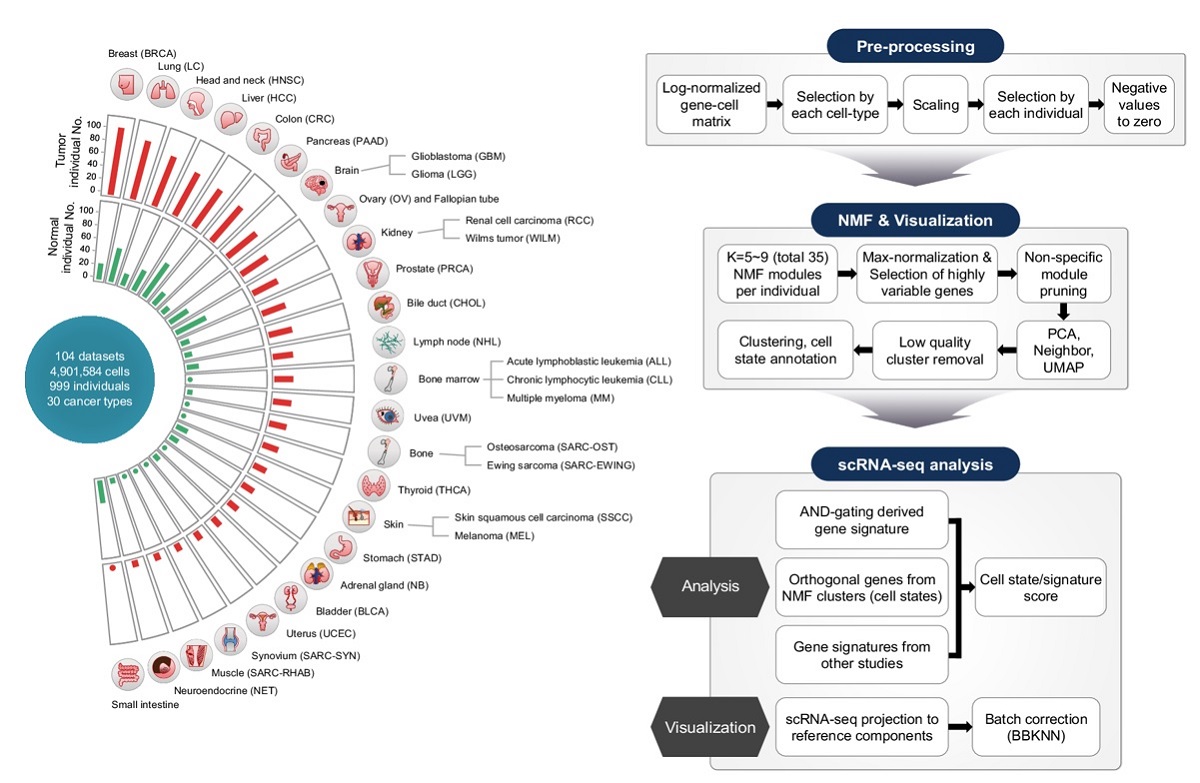 그림 1. 본 연구진에서 구축한 세계 최대 규모의 단일세포 암 전사체 데이터베이스 구성도 (왼쪽) 및 구축에 사용된 파이프라인 (오른쪽)