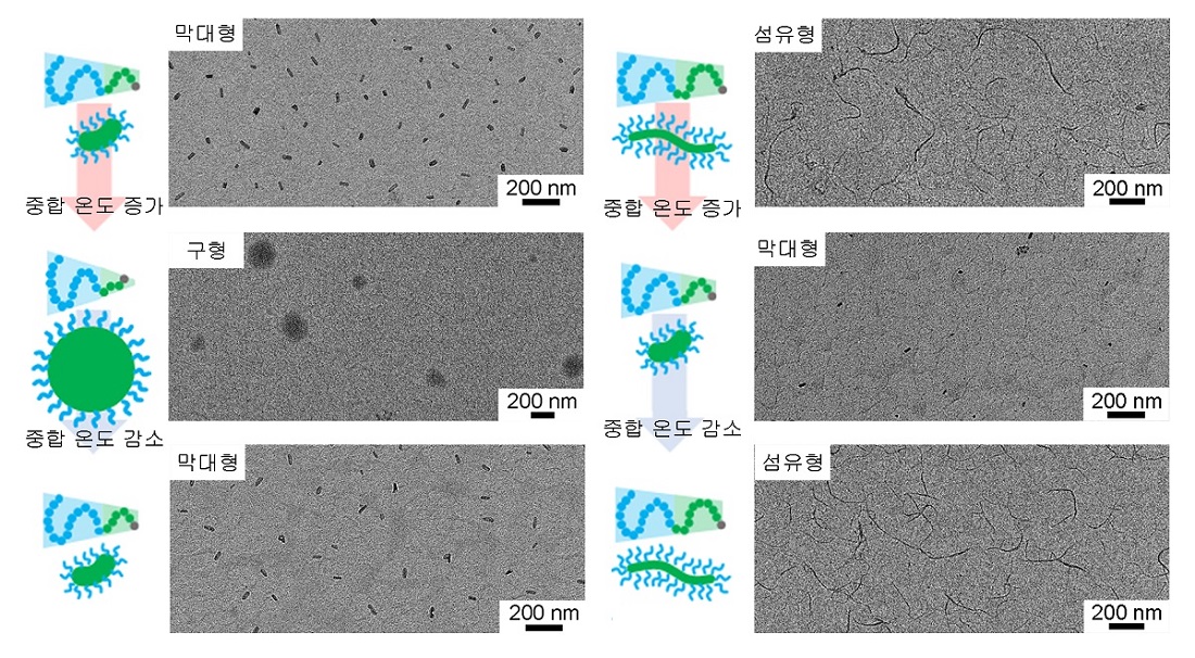그림 2. 중합과 해중합을 통한 고분자 나노구조체 형상의 가역적 변화. 막대형-원형-막대형 (왼쪽) 섬유형-막대형-섬유형 (오른쪽). 중합 용액에 온도 변화를 주면, 중합/해중합 평형에 따라 고분자 길이의 증감이 유도된다..변화하는 고분자 길이에 의해 발생하는 나노구조 형상이 가역적으로 조절됨. 