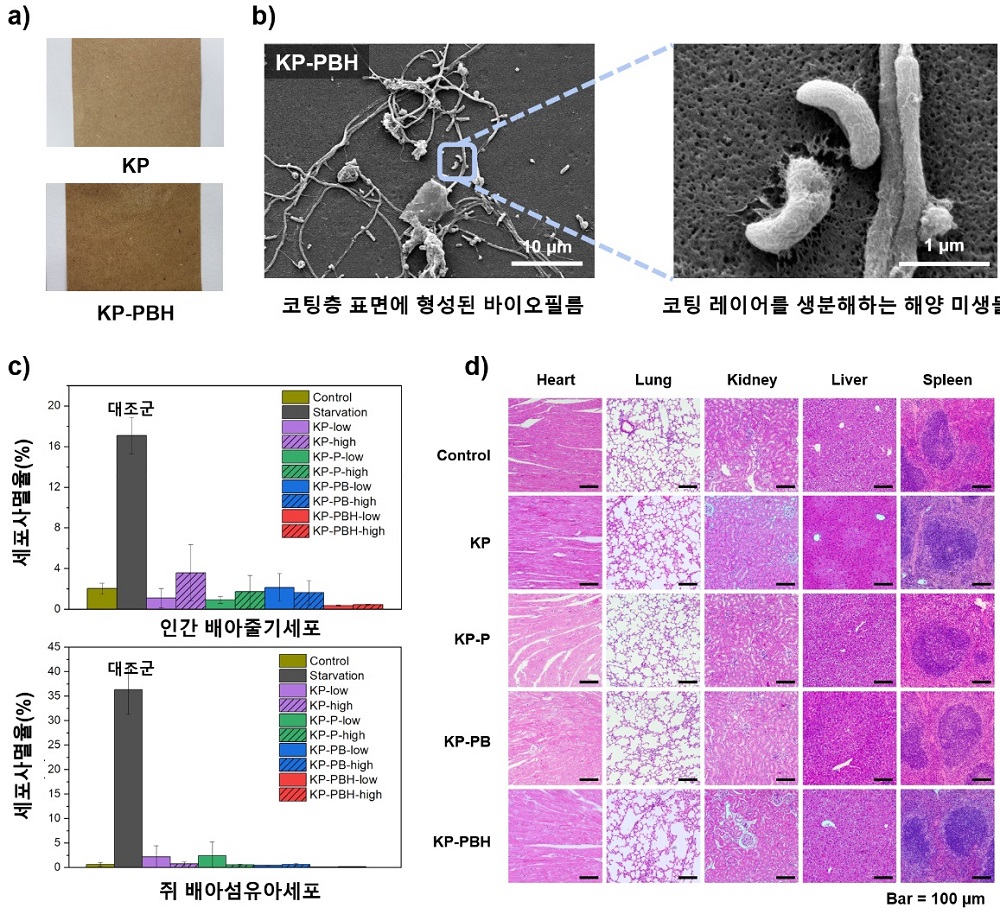 그림 2. (a) 일반 종이 및 붕산 가교 폴리비닐알코올 코팅지, (b) 코팅 종이의 해양 미생물에 의한 생분해, (c) 인간 배아신장세포 및 쥐 배아섬유아세포를 활용한 신경독성 실험결과, (d) 쥐 생체 반응실험 후 주요조직 관찰을 통한 생체 적합성 검증