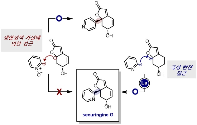 그림 1. 세큐린진 G의 합성 전략