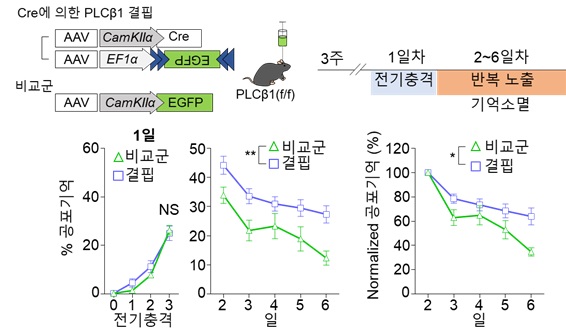 그림 1. PLCβ1 결핍 마우스에서 증가된 공간 공포 기억과 손상된 기억 소멸을 관찰