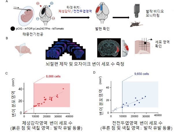 그림 1. 마우스 뇌전증 모델에서 8,000~9,000 개 이상의 변이 세포 존재시 뇌전증 발작 유발됨 확인 (A) 모델 제작 과정 (B) 변이세포 측정 과정 모식도 (C) 체성감각영역 및 (D) 전전두엽 영역에서 공통적으로 8천에서 9천개 이상의 변이 세포를 기준으로 하여 발작 유발이 시작될 수 있음을 규명