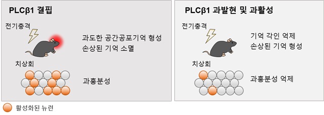 그림 2. 해마 치상회에서 PLCβ1 발현 조절을 통해 관찰된 결과 요약 그림