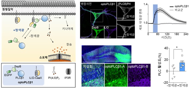 그림 3. 청색광으로 PLCβ1 신호를 활성화시키는 광유전학 기술 개발