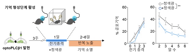 그림 4. 기억 형성 단계에서 PLCβ1 활성화로 공간 공포 기억 반응 감소 관찰