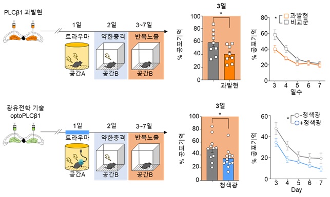 그림 5. PLCβ1 과발현 및 활성에 의해 트라우마에 의한 과도한 기억 형성 억제 관찰