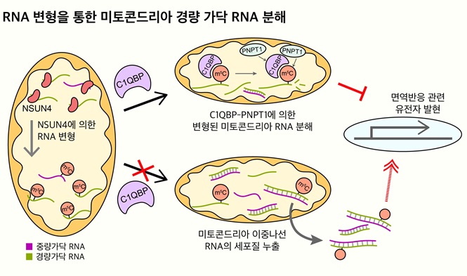 그림 1. 미토콘드리아 RNA 변형을 통한 경량 가닥 RNA의 선택적 조절 기전 모식도