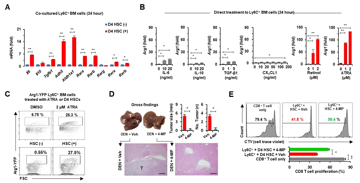 그림 2. 레티놀 대사를 저해했을 시 대식세포의 Arg1 발현 감소로 간암이 호전됨을 확인
