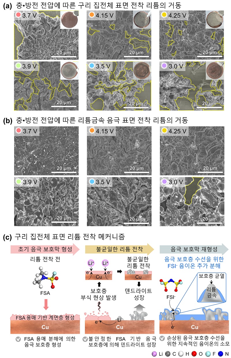 그림 3. 충·방전 전압에 따른 (상단; a) 구리 집전체 표면과 (중간; b) 리튬금속 음극 표면 전착 리튬 거동. (하단; c) 구리 집전체 표면 리튬 전착 과정 개요도.  해당 분석을 통해 구리 집전체 표면에 형성된 FSA 용매 기반 초기 음극 보호막은 리튬 전착 과정에서 전해액의 부식을 야기하여 불안정한 리튬 전착·탈리를 야기함을 확인하였다. 이에 반해 리튬금속배터리는 상대적으로 균일하고 조밀하게 리튬이 전착·탈리됨을 관찰했다.