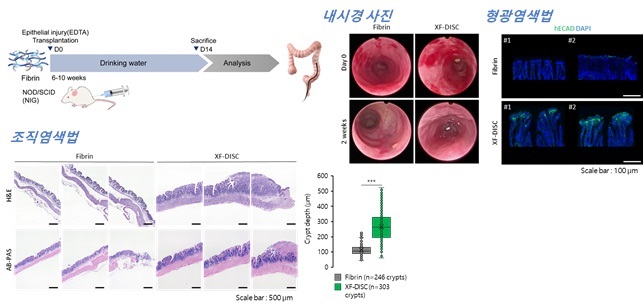 그림 4. 생체 내(in vivo) 장 상피 이식 모델 확립 및 xenograft 성능 확인