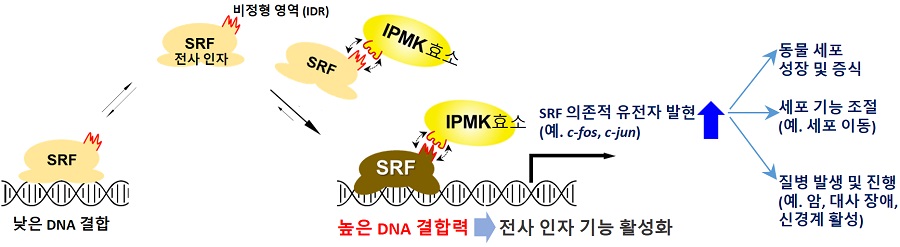 그림 1. 동물 세포의 핵심 전사 인자인 SRF 단백질은 IPMK 효소와 직접 결합하여 구조적 변화를 거치게 되어 DNA 결합 능력을 획득하게 되고 전사 활성화를 통해 동물 세포의 성장과 분화등을 정교하게 조절함