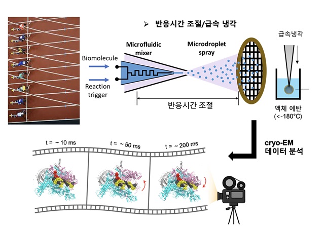 그림 1. 미세유체채널을 이용한 시간 분해 초저온 전자현미경 기법 (TRCEM, Time-resolved cryo-EM). 시간에 따른 생화학 반응 중 생체분자의 중간 구조를 포착하기 위해서는 생체분자와 반응기질을 미세유체채널에서 섞은 후 특정 반응시간 후에 그리드에 뿌리고 엑체에탄에 얼려 cryo-EM 시료를 준비한다. 이후 이를 cryo-EM으로 분석하여 시간에 따른 단백질의 구조 변화를 관찰할 수 있다.