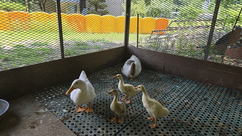 오리 가족은 새끼 거위를 따뜻이 품어 안고, 그렇게 서로에게 가족이 되어주었다.