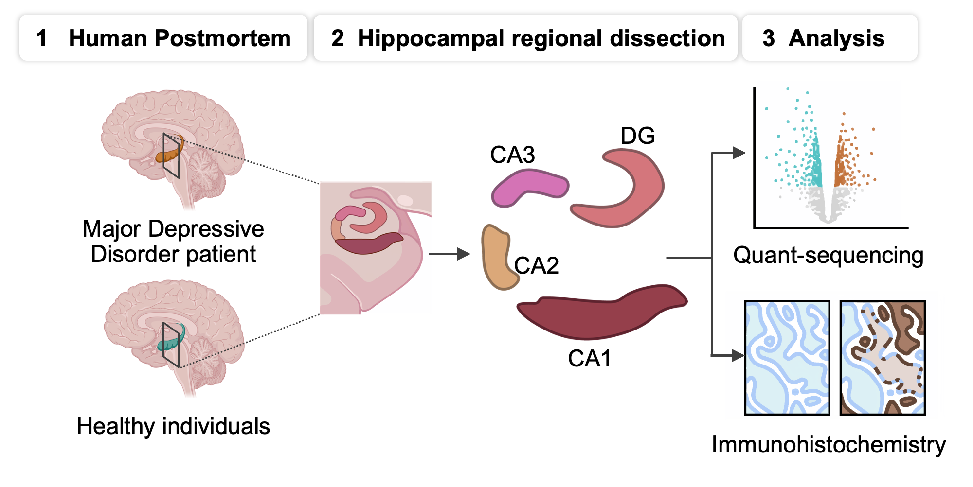 Figure 1. Overview of molecular analysis using postmortem human hippocampal tissue.