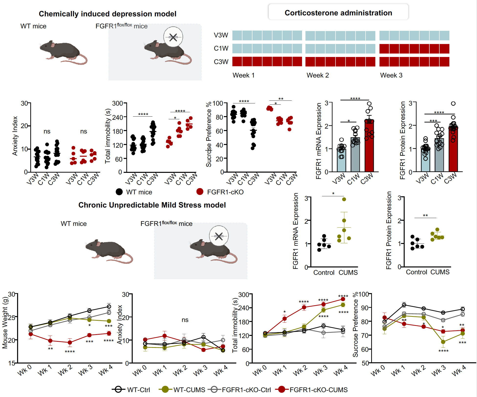 Figure 2. Increased expression of FGFR1 in the DG of two depression models 