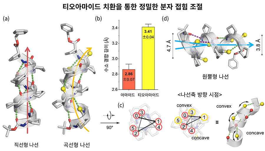 그림 1. 티오아마이드 치환을 통한 정밀한 분자 접힘 조절. 티오아마이드(thioamide) 치환에 의해 β-펩타이드의 수소결합 길이와 방향성이 미세하게 변하며, 이로 인해 곡선형(curved) 및 원뿔형(conical) 나선이 형성됨. (a) 직선형 12-helix와 곡선형 12-helix의 비교. (b) 아마이드(O)와 티오아마이드(S) 간 수소결합 거리 변화(2.86 Å → 3.41 Å). (c) 곡선형 나선의 비대칭 단면(볼록 convex / 오목 concave 면). (d) 원뿔형 16/12-helix 구조.