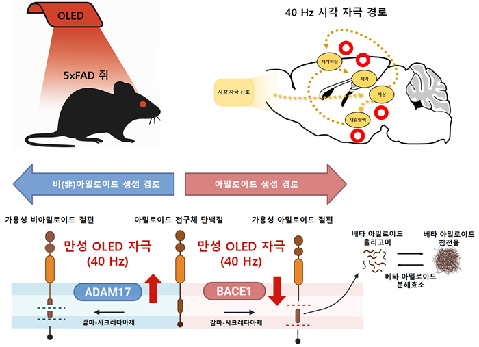 적색 OLED 로 신경 세포를 자극 알츠하이머 실험용 쥐의 아밀로이드 베타의 줄이는 기전