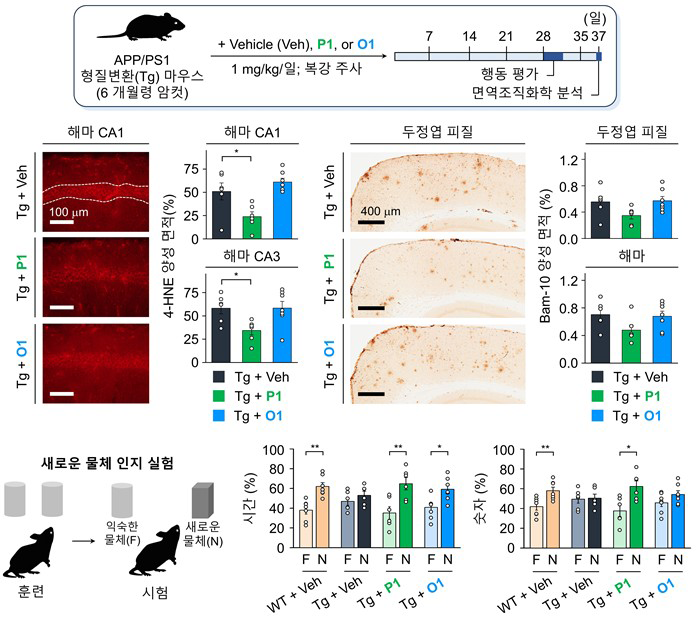 소분자 화합물의 위치 이성질체에 따른 생체 내 효능 평가 및 생물학적 결과 소분자 화합물의 위치 이성질체에 따른 생체 내 효능 평가 및 생물학적 결과