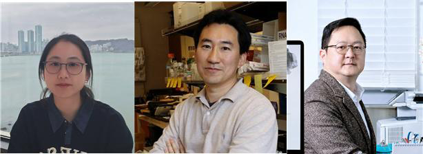 (왼쪽부터) UCSD 생명과학과 정민주 박사, UCSD 생명과학과 임병국 교수, KAIST 뇌인지과학과 백세범 교수