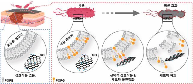 산화그래핀-세포막의 선택적 상호작용 모식도