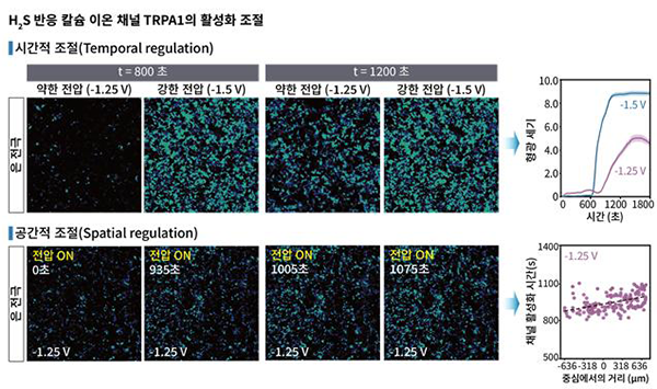 황화수소 전달 바이오전자 플랫폼의 시공간적 TRPA1 활성 조절