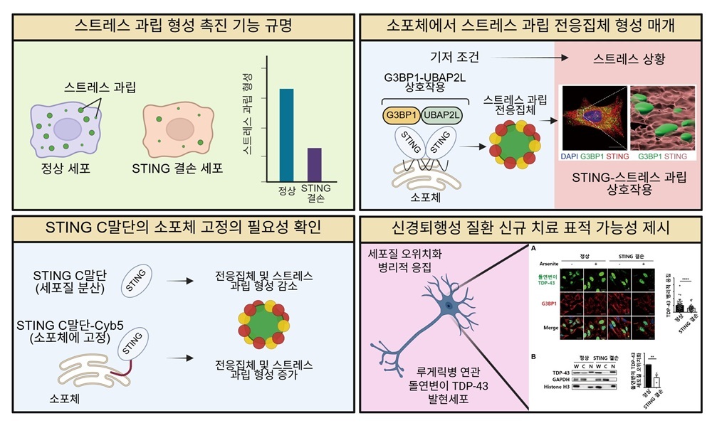 연구를 통해 밝힌 STING의 새로운 비정형 기능과 기전