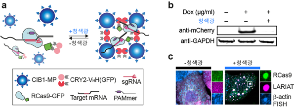 mRNA-LARIAT 광유전학 기술로 단백질 합성 저해