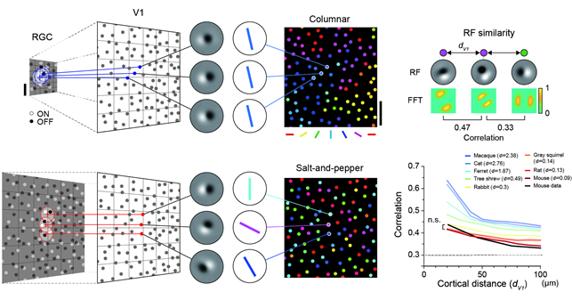 그림 2. 망막-시각피질 샘플링 비율에 따라 시각 피질의 기능성 회로 구조가 달라지는 모델 시뮬레이션의 모식도.