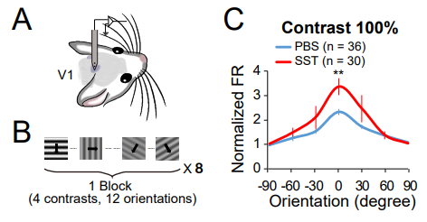 Figure. 2 SST increases the orientation selectivity and visual-evoked activity in the V1 of anesthetized mice.