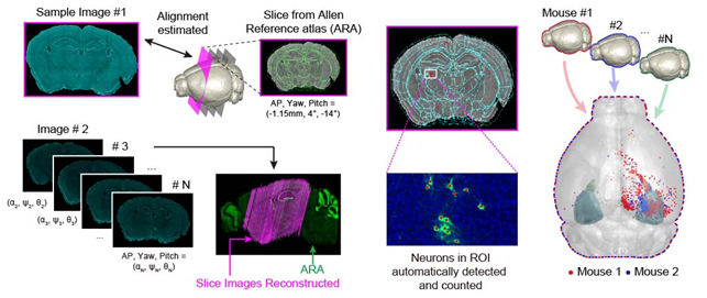 Figure 1. Design of AMaSiNe to Overcome the Limits of Conventional Mouse Brain Imaging Data Analysis