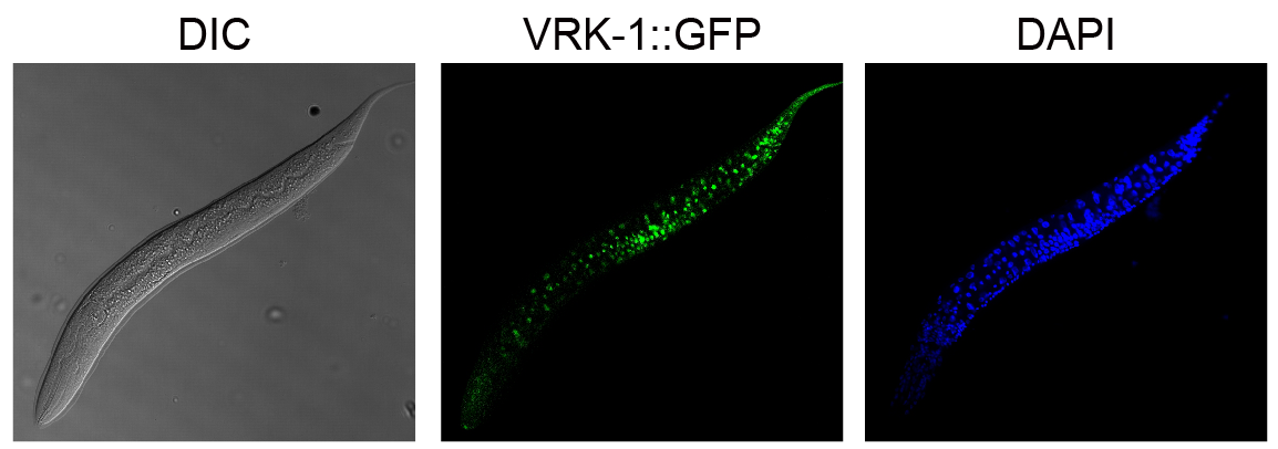그림 1. 예쁜꼬마선충에서 VRK-1 단백질의 발현패턴 확인 