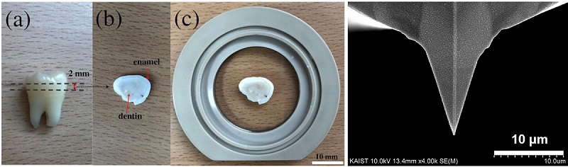 그림 1. 원자간력 현미경 측정을 위한 치아 샘플 준비 과정(왼쪽), 원자간력 현미경 탐침 사진(오른쪽)
