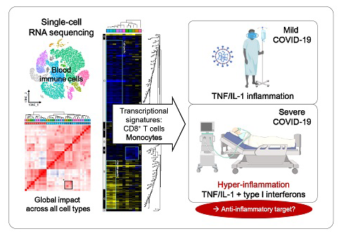 Figure: Analysis of blood immune cells at a single-cell level has revealed a cytokine signature associated with the development of severe COVID-19. 