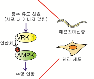  그림 3. VRK-1-AMPK를 통한 수명 연장 모델. 예쁜꼬마선충과 인간 세포에서 세포 내 에너지 결핍과 같은 장수 유도 신호에 의해 VRK-1이 활성화되면 AMPK를 인산화하여 수명을 연장시킨다.