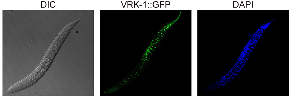 Image. VRK-1 that was visualized by tagging with green fluorescence protein (GFP) in C. elegans.
