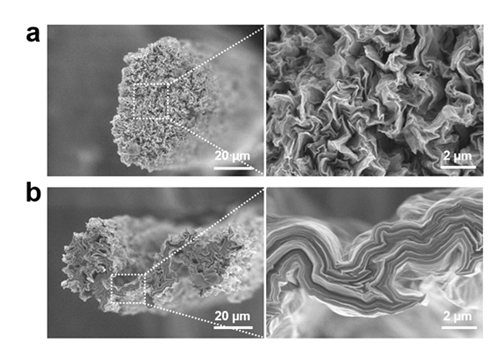 그림 2. (a) 자발적 평탄화가 일어나지 않아 주름진 원형 단면을 가지는 그래핀 섬유와 (b) 자발적 평탄화로 인해 납작한 그래핀 섬유 전자 주사 현미경 이미지