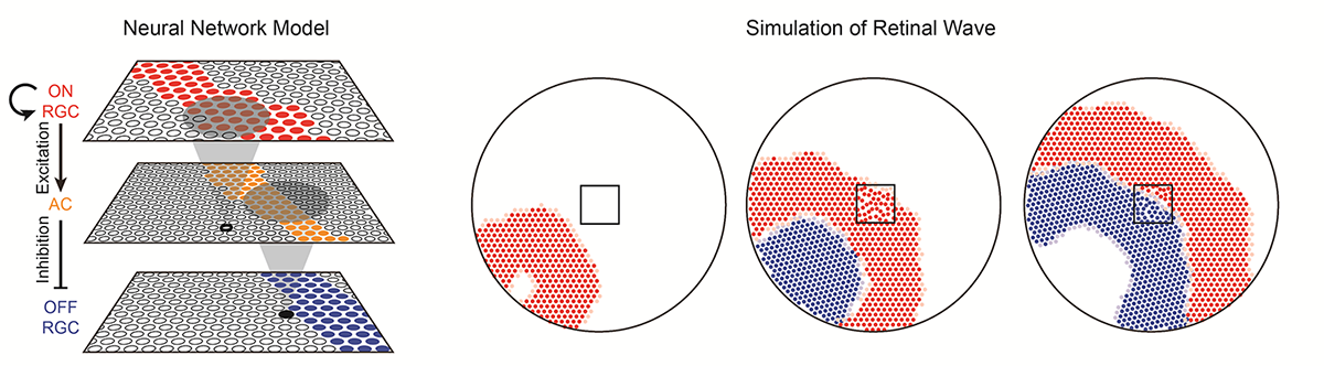 Figure 1. Computational simulation of retinal waves in model neural networks