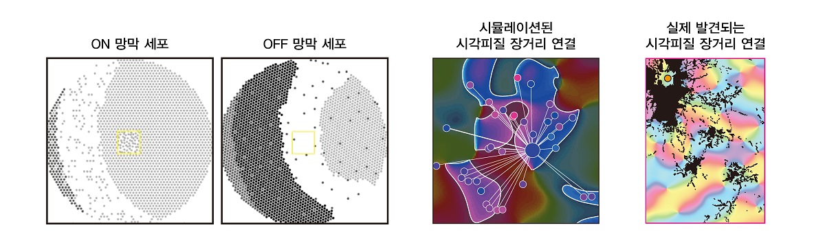 그림 2. 망막 파동으로부터 시뮬레이션 된 시각 피질의 장거리 연결과 실제 뇌에서 발견되는 장거리 연결의 양상