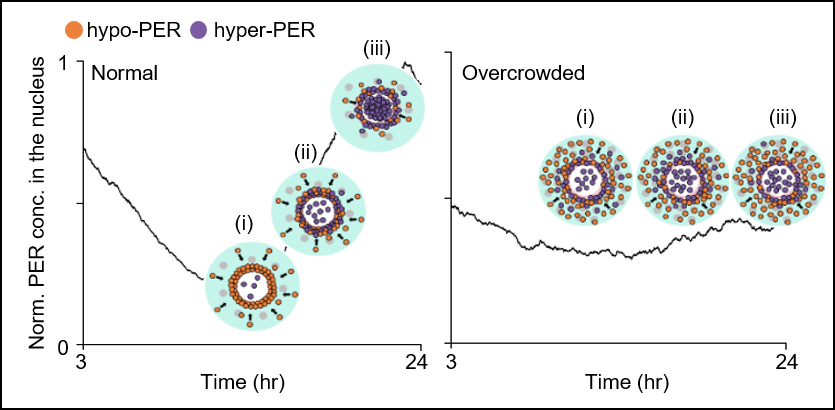 Figure 3. In normal cell (left), the cytoplasmic flux over several hours increases PER abundance in the perinucleus (pink region in Figure 2) compared with the peripheral cytoplasm (cyan region in Figure 2) (i). This induces a sharp switch-like hyperphosphorylation in the perinucleus due to the cooperativity (ii), followed by synchronous nuclear entry within a narrow time window (iii). When a cell is overcrowded (right), the cytoplasmic flux is hindered, and thus PER does not accumulate in the same gradient as in the normal cell (i). This disables the sharp switch-like PER hyperphosphorylation and nuclear entry (ii and iii).