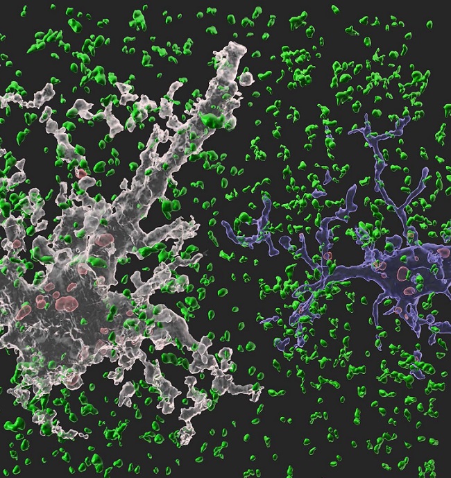 Image: A 3-D animated image showing our synapse phagocytosis reporter in mouse hippocampus. Presynapses in green, astrocytes in white, and microglia in blue. Phagocytosed presynapses by glia were shown in red.