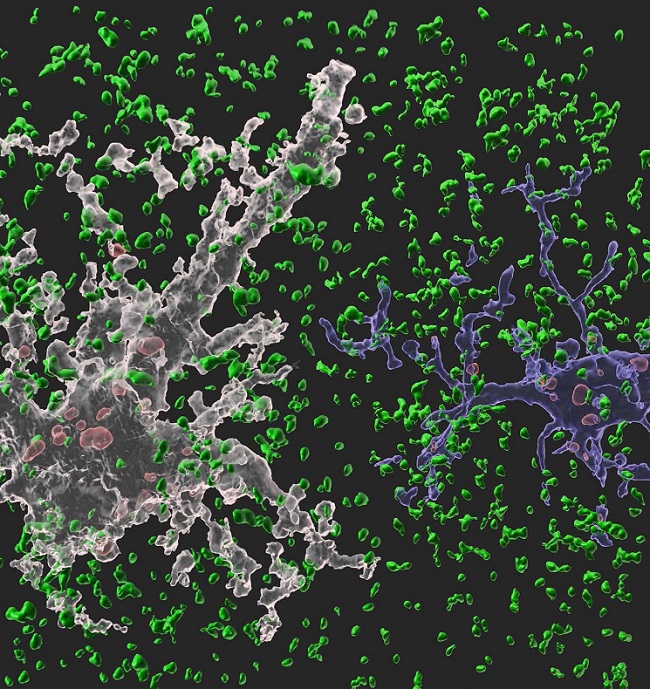 Image: A 3-D animated image showing our synapse phagocytosis reporter in mouse hippocampus. Presynapses in green, astrocytes in white, and microglia in blue. Phagocytosed presynapses by glia were shown in red. Image: A 3-D animated image showing our synapse phagocytosis reporter in mouse hippocampus. Presynapses in green, astrocytes in white, and microglia in blue. Phagocytosed presynapses by glia were shown in red.