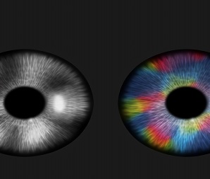 그림 1. 망막구조로부터 발생한 시각피질의 기능성 뇌지도들을 의미하는 일러스트레이션