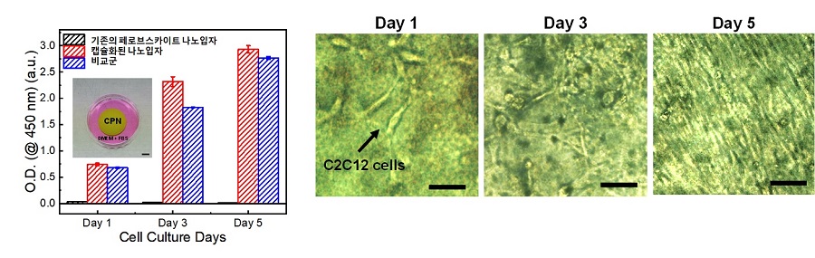 그림 5. 이번 연구에서 개발된 실록산으로 캡슐화된 페로브스카이트 나노 입자 복합체의 생체적합성 평가결과 (왼쪽) 및 세포성장 사진 (오른쪽)