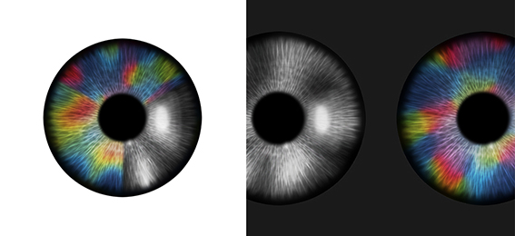 Figure 1. The image depicts the retinal origin of functional maps of neural tuning in visual cortex.