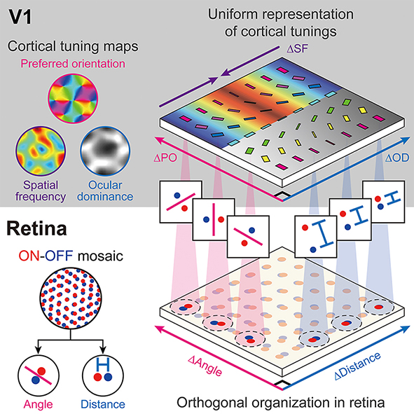 Figure 3. The regularly structured retinal circuits provide a blueprint of the clustered topography of multiple tuning maps in the primary visual cortex.