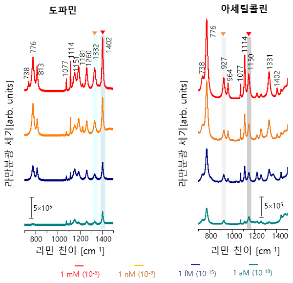 그림 3. 도파민과 아세틸콜린의 다양한 농도에서 대역확산 라만 분광 기술로 측정한 스펙트럼