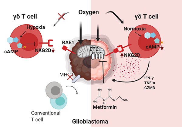 감마델타 T 세포의 항 뇌종양 면역 반응 기전 규명 모식도