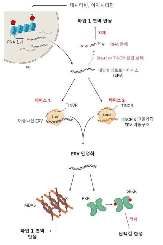 그림 1. DNA 탈메틸화제를 이용한 화학 항암요법 메커니즘 모식도