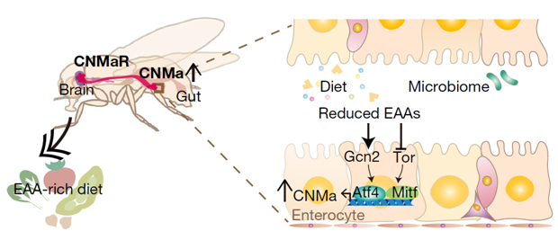 Overview of the microbiome–gut–brain axis. CNMa is upregulated by Atf4 and Mitf (and possibly other unknown factors) during the deprivation of essential amino acids, and this acts on CNMaR-expressing neurons to stimulate the compensatory appetite for essential amino acids. 