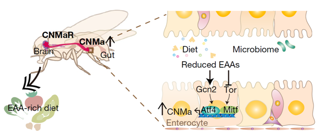 Overview of the microbiome-gut-brain axis. CNMa is upregulated by Atf4 and Mitf (and possibly other unknown factors) during the deprivation of essential amino acids, and this acts on CNMaR-expressing neurons to stimulate the compensatory appetite for essential amino acids. 